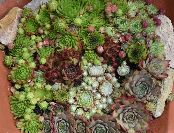 2011 Hauswurz Sempervivum Tectorum Ist Eine Heilpflanze Und Eine Alpenblume — 스톡 사진