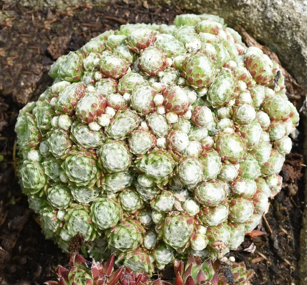 Hauswurz Dachwurz Sempervivum Tectorum — Stockfoto