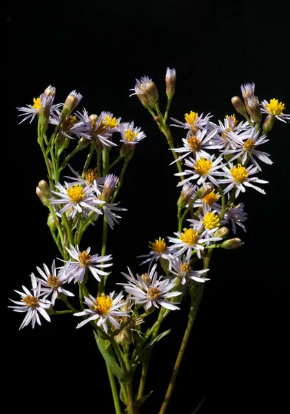 美丽的花朵 花卉概念背景 — 图库照片