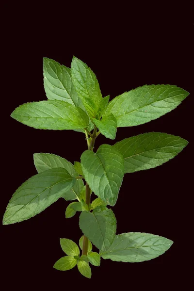 Pfefferminze Mentha Piperita Echte — Stockfoto