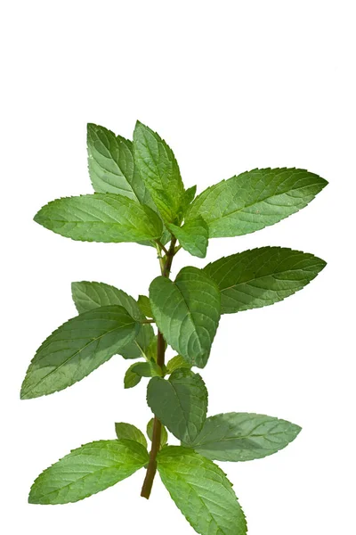 Pfefferminze Mentha Piperita Echte — Stok Foto