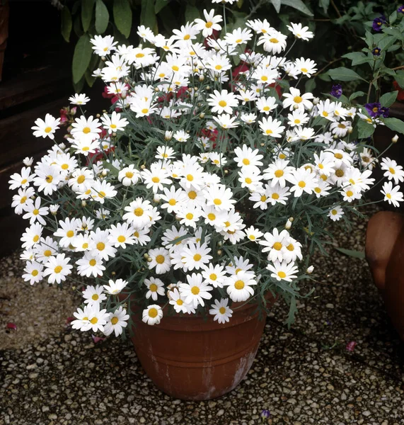 Vackra Blommor Trädgården — Stockfoto