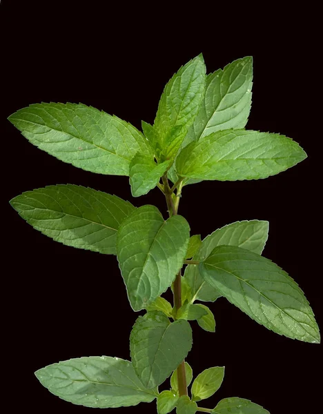 Daun Hijau Dari Mint Latar Belakang Hitam — Stok Foto