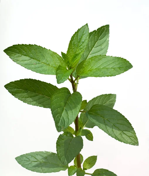 Φύλλα Φρέσκου Δυόσμου Λευκό Φόντο — Φωτογραφία Αρχείου