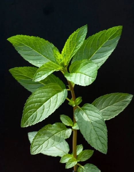 Pfefferminze Mentha Minze Heilpflanzen — Stok Foto