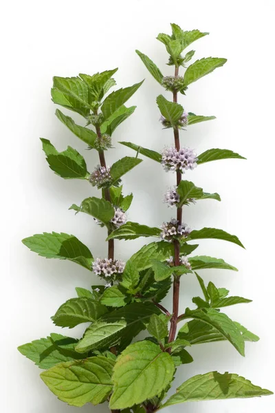 Feuilles Vertes Fraîches Menthe Sur Fond Blanc — Photo