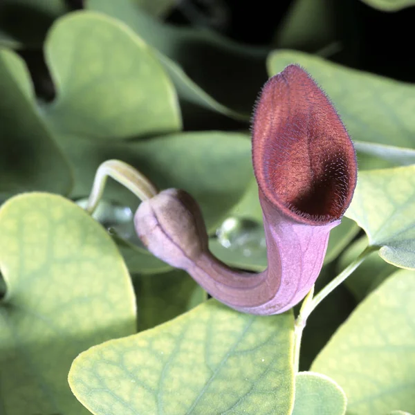 Vacker Botanisk Skott Naturliga Tapeter — Stockfoto