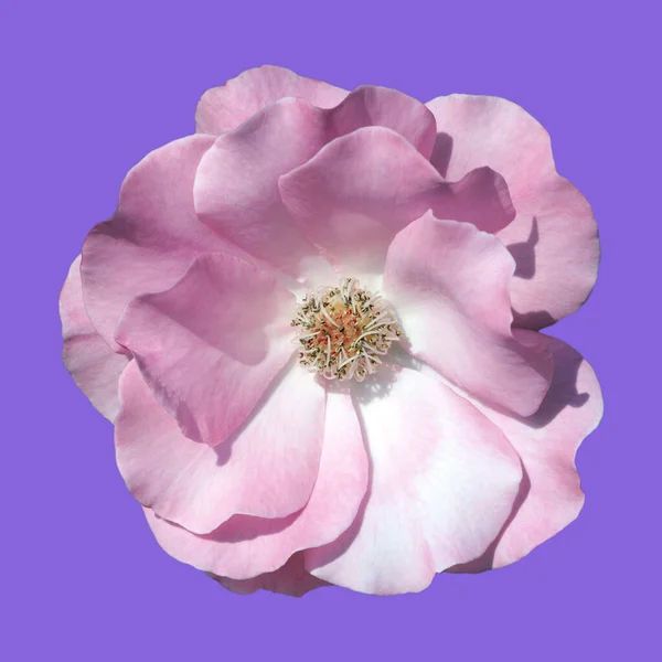 Belle Fleur Rose Sur Fond Bleu — Photo