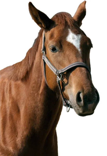 Portret Van Een Prachtig Bruin Paard — Stockfoto