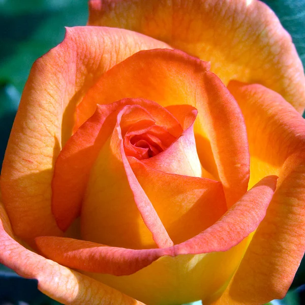 Hermosa Rosa Con Gotas Agua — Foto de Stock