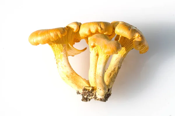 Fresh Mushrooms White Background — Stock Photo, Image
