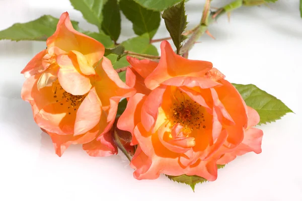 Красивый Цветок Розы Белом Фоне — стоковое фото