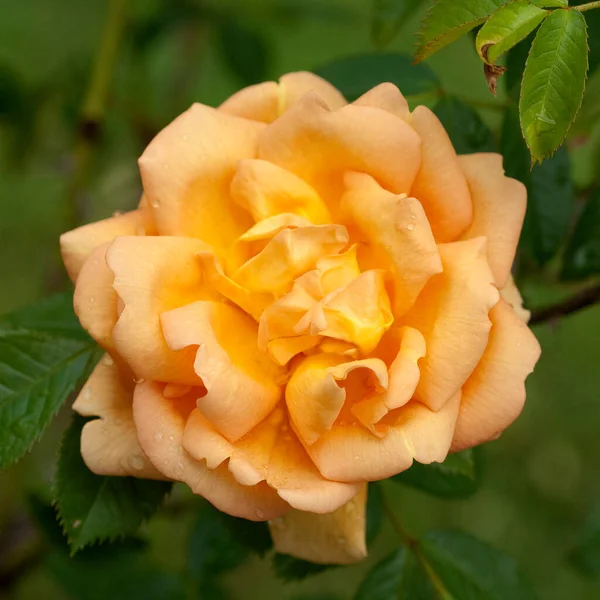 Beautiful Yellow Rose Garden — Stock Photo, Image