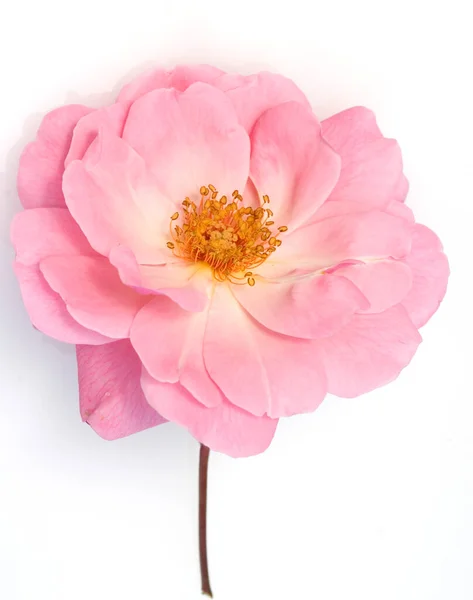 Hermosa Flor Rosa Sobre Fondo Blanco —  Fotos de Stock