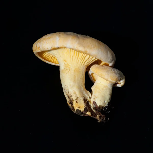 Pfifferlinge Pfifferling Eierschwamm Cantharellus Cibarius — Fotografia de Stock