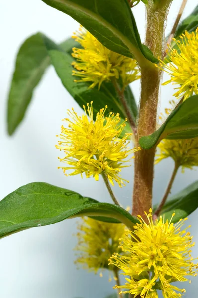 Gelbe Blüten Auf Einem Hintergrund Aus Grünen Blättern — Stockfoto