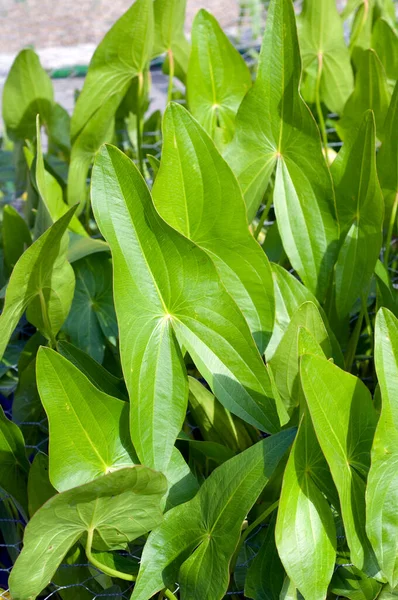 Folhas Verdes Uma Fábrica — Fotografia de Stock