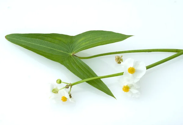 枝の上に白いジャスミンの花 — ストック写真