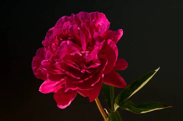 Schöne Blumen Auf Schwarzem Hintergrund — Stockfoto