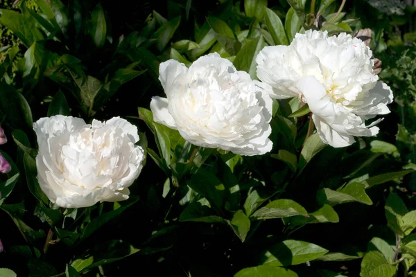 Belle Fleur Pivoine Blanche Dans Jardin — Photo