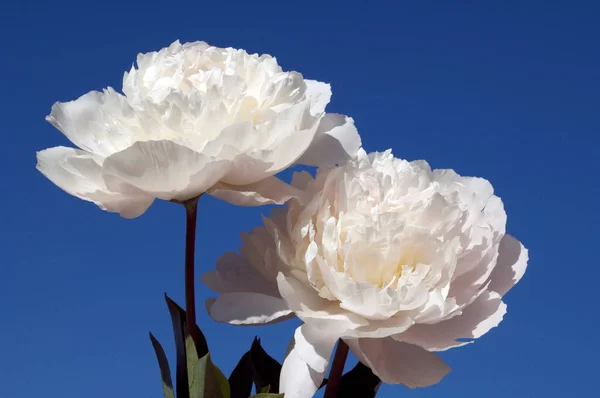 Vacker Vit Pion Blomma Trädgården — Stockfoto