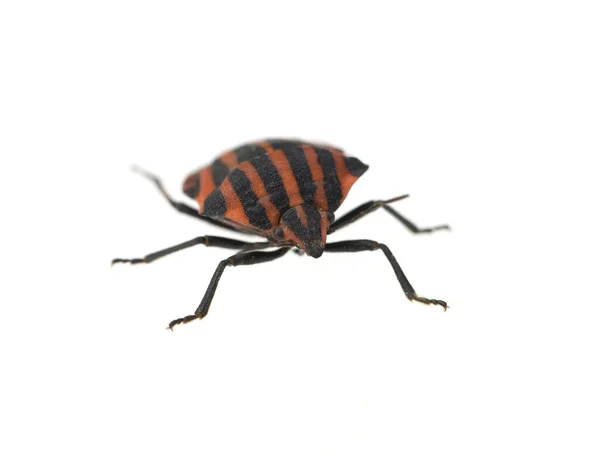 Beetle Isolated White Background — Stock Photo, Image