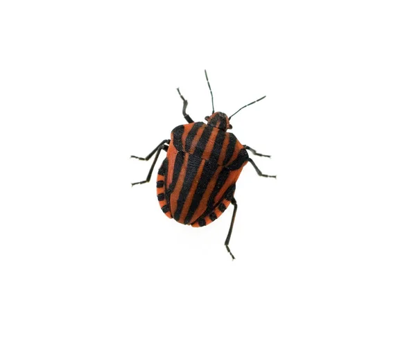 Streifenwanze Graphosoma Lineatum Baumwanzen — Photo