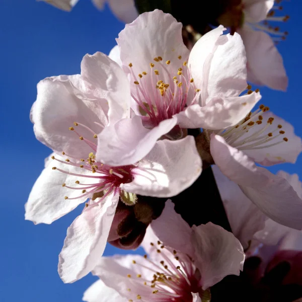 Vackra Vita Blommor Ett Körsbärsträd — Stockfoto
