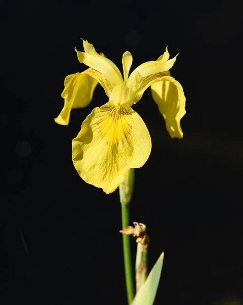Fleur Iris Jaune Sur Fond Noir — Photo