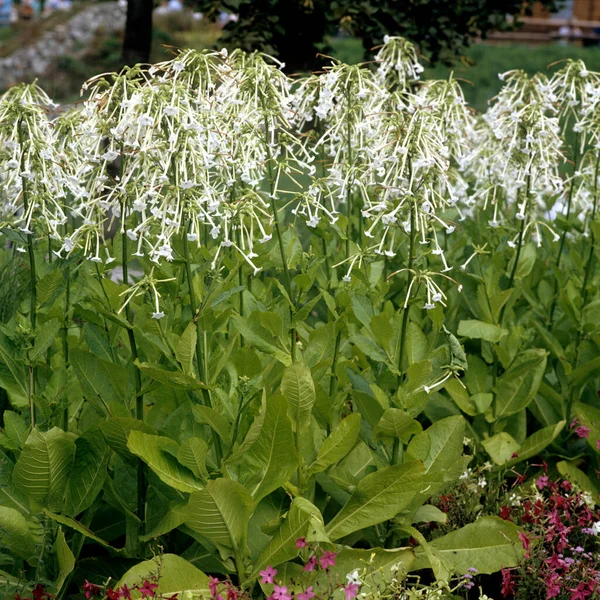 美しい植物画 自然壁紙 — ストック写真