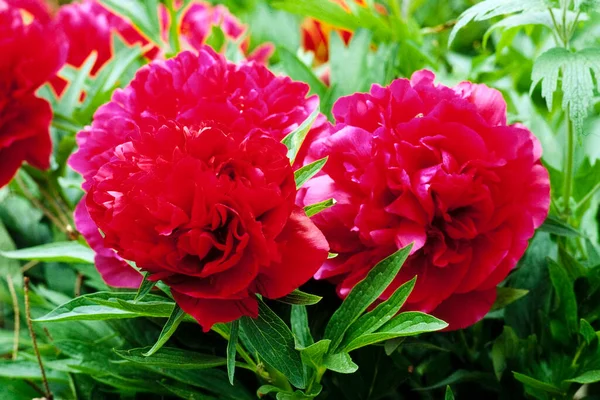Belles Roses Rouges Dans Jardin — Photo