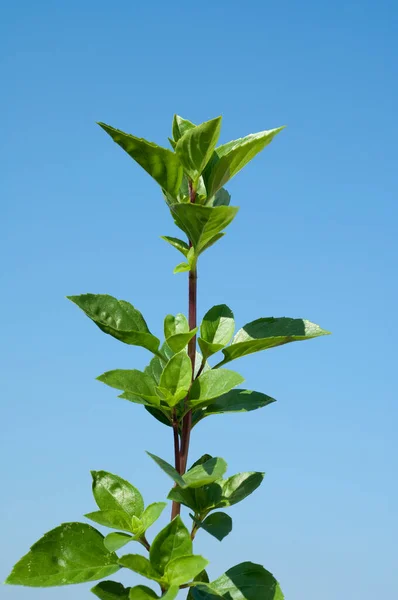 Зеленые Листья Растения Голубом Фоне Неба — стоковое фото