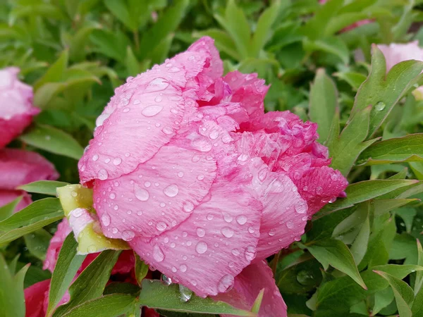 Pfingstrose Paeonia Ist Eine Wichtige Heilpflanze Mit Lila Roten Gelben — Fotografia de Stock