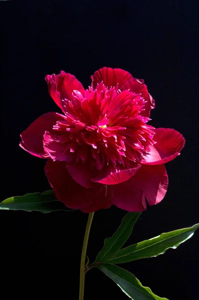 Красиві Квіти Чорному Тлі — стокове фото