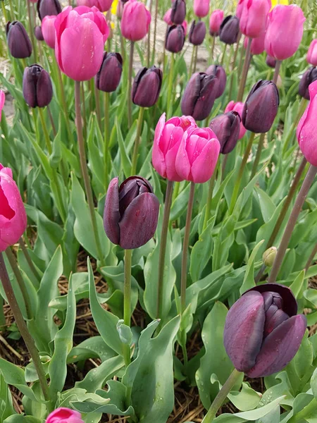 Piękne Tulipany Ogrodzie — Zdjęcie stockowe