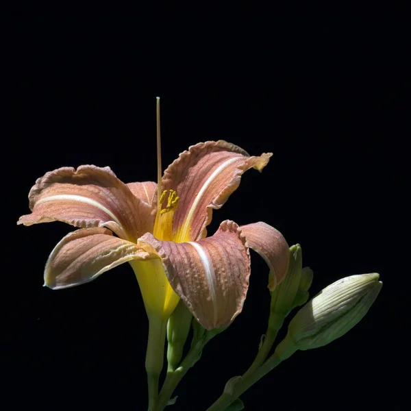 Bela Flor Lírio Fundo Preto — Fotografia de Stock