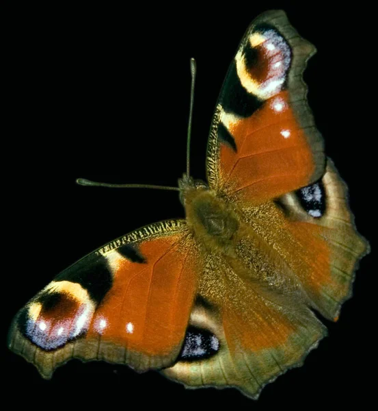 Bela Borboleta Fundo Preto — Fotografia de Stock