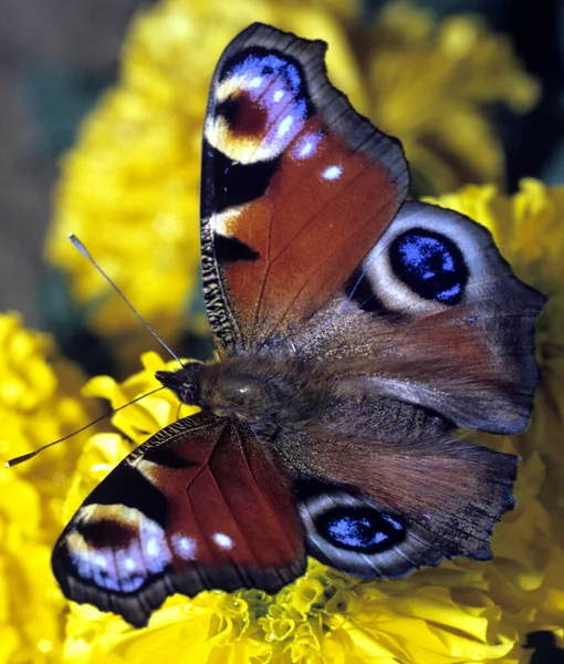 Fjäril Blomma — Stockfoto