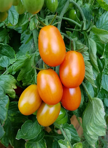 Φλουμεντομάτης Φλαουμένη Buschtomate Ravello Tomate Lycopersicon Esculentum — Φωτογραφία Αρχείου