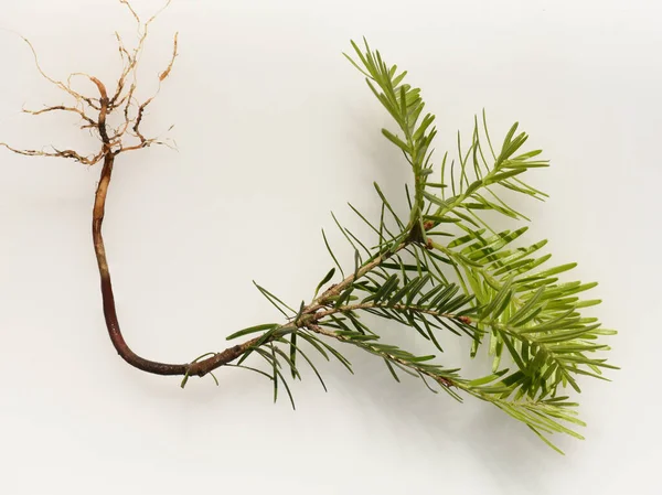 Pine Branch Sprig Rosemary White Background — Stock Photo, Image