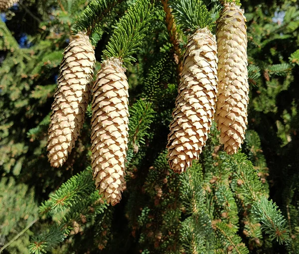 Bela Árvore Natal Com Cones — Fotografia de Stock