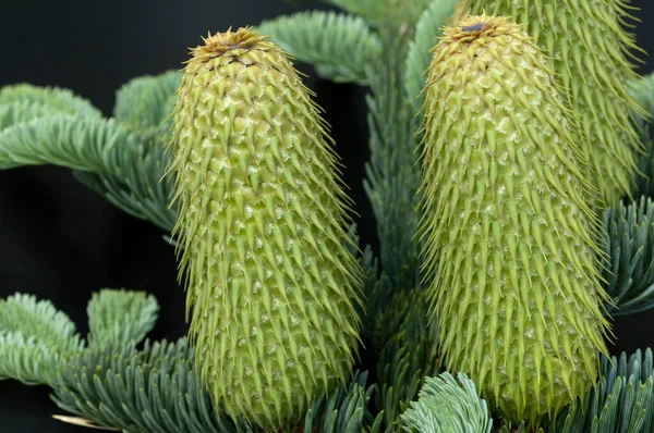 Tannenzapfen Nobilis Tanne Zapfen Edel Tanne — Foto de Stock