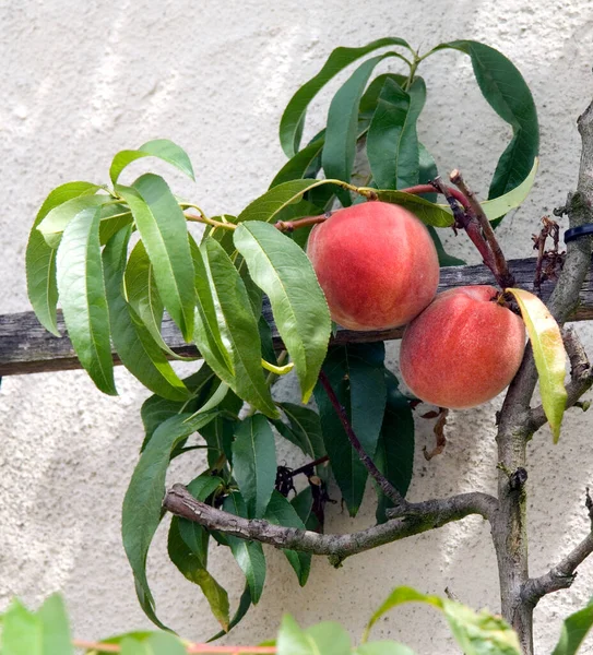 Красные Яблоки Дереве — стоковое фото