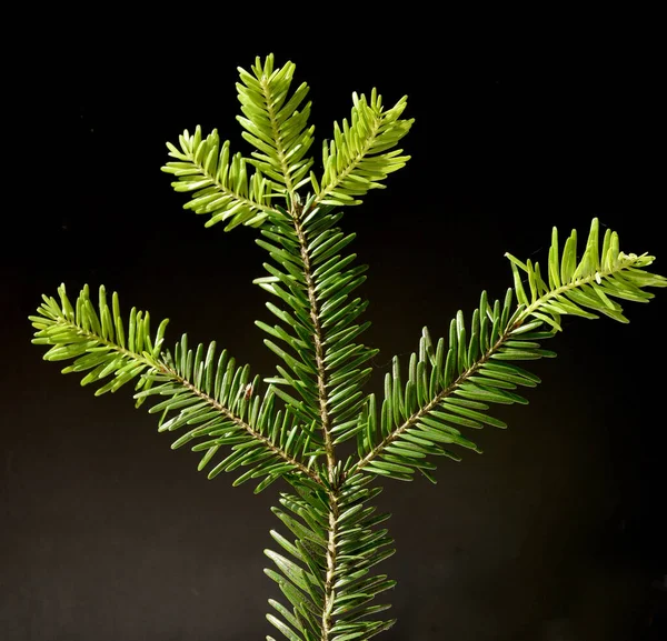 Pine Branch Green Leaves Black Background — Stock Photo, Image