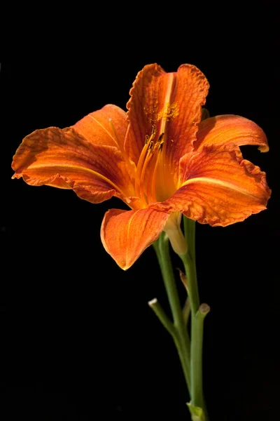 Krásný Oranžový Květ Černém Pozadí — Stock fotografie