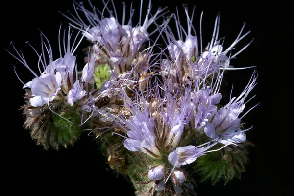 Krásný Botanický Záběr Přírodní Tapety — Stock fotografie