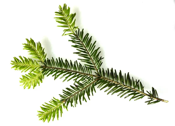 Dennenboom Met Groene Bladeren Geïsoleerd Witte Achtergrond — Stockfoto