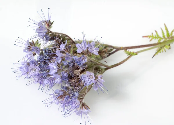 Gros Plan Une Belle Fleur Violette — Photo