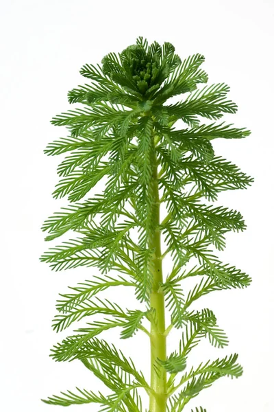 Tausendblatt Myriophyllum Aquaticum Suesswasserpflanze Wasserpflanzen — Photo