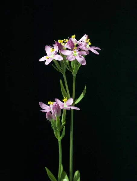 Tausendgueldenkraut Centaurium Erythraea Centaury Bachblueten — Photo